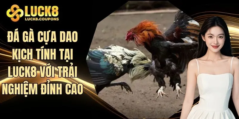 Đá gà cựa dao