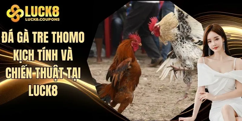 Đá gà tre Thomo