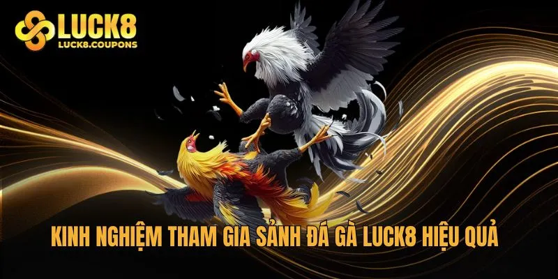 Kinh nghiệm tham gia sảnh Đá Gà Luck8 hiệu quả từ dân chuyên