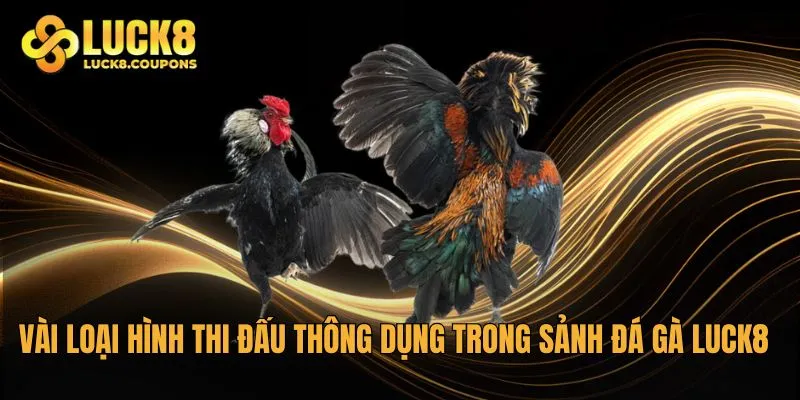 Vài loại hình thi đấu thông dụng nhất trong sảnh Đá Gà Luck8